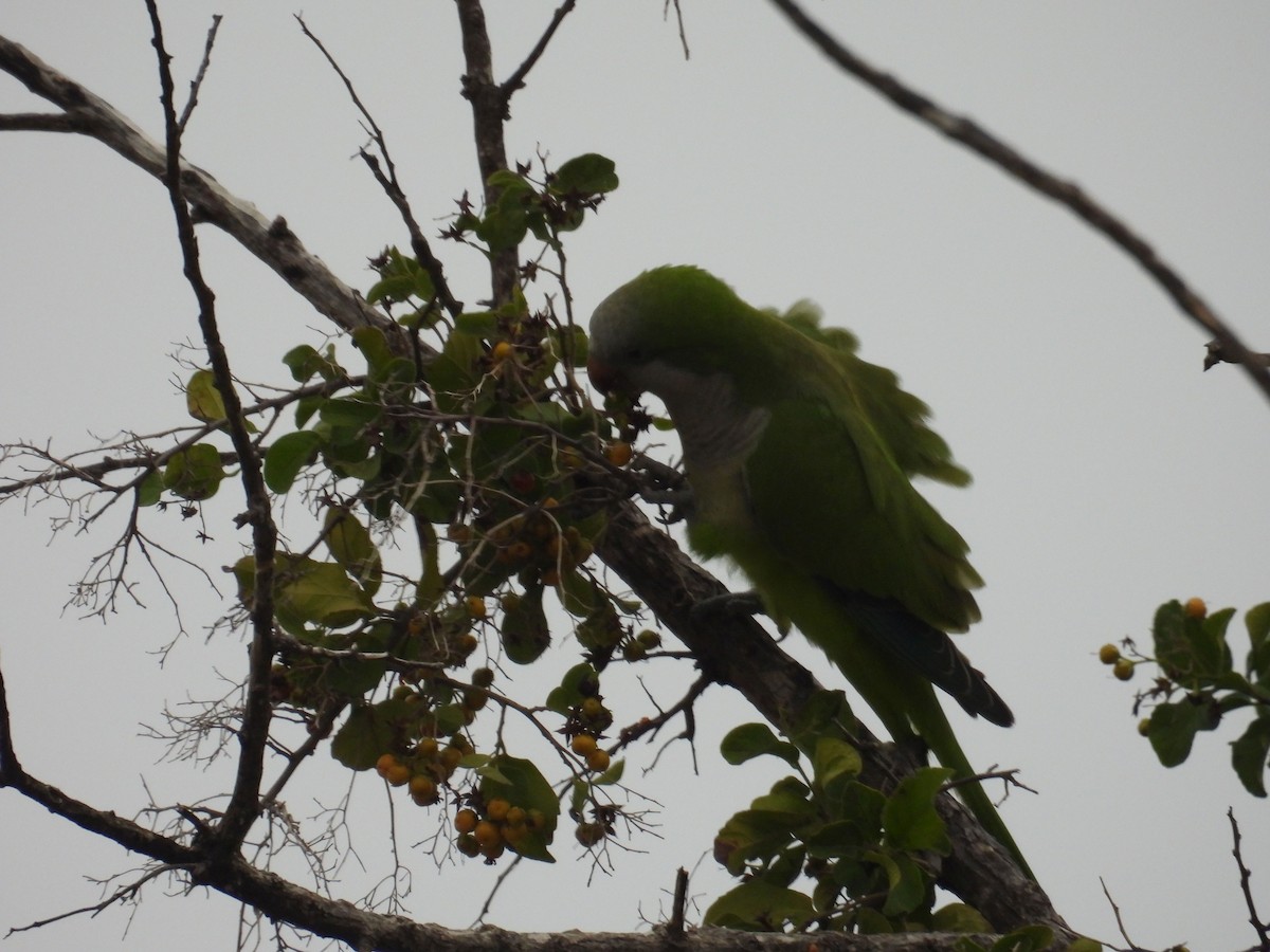 Monk Parakeet - ML646836402