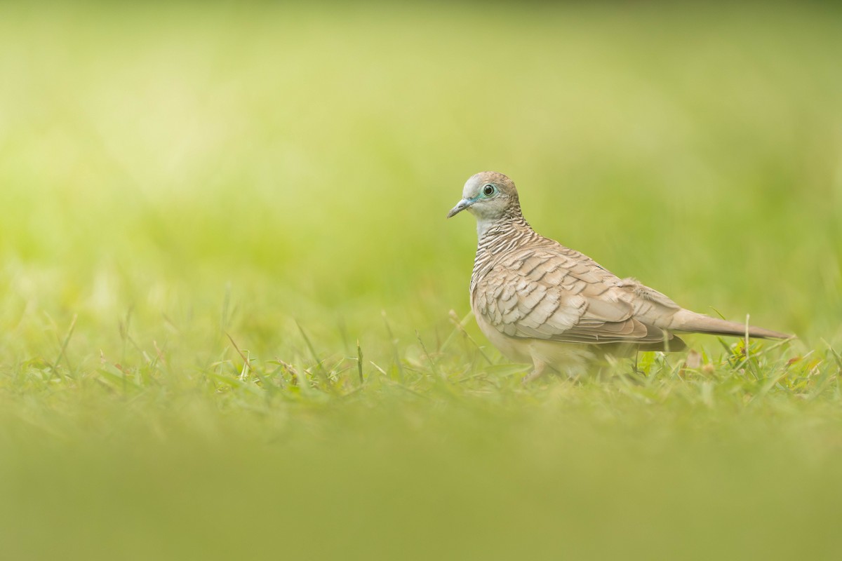 holoubek proužkokrký - ML646836403