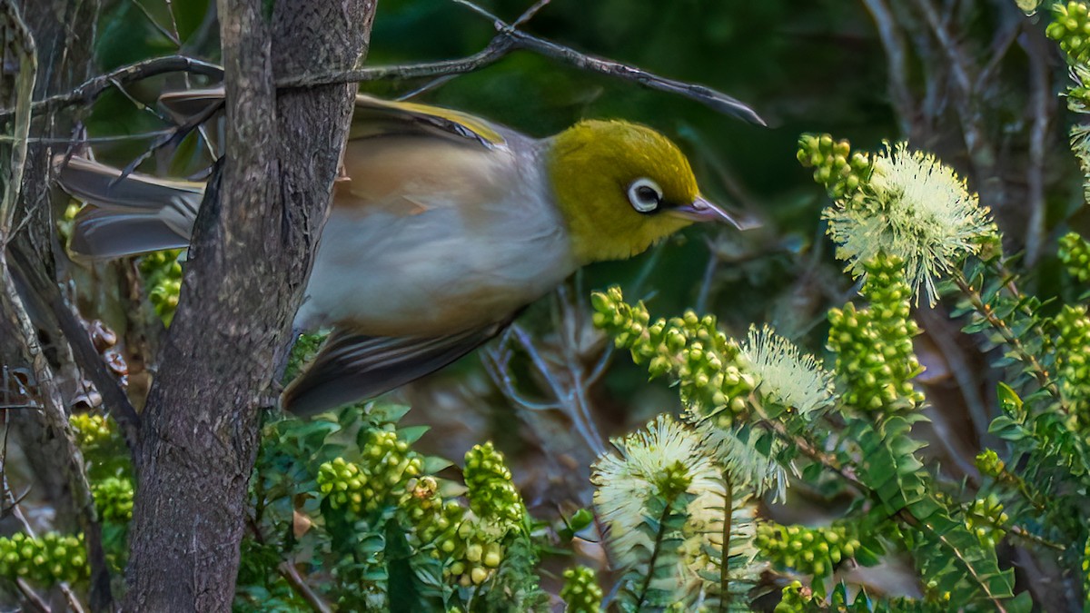 Серебряная белоглазка - ML646836405