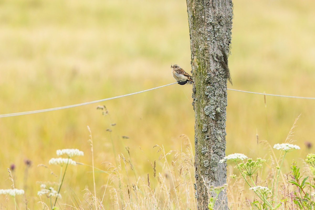 Whinchat - ML646836407