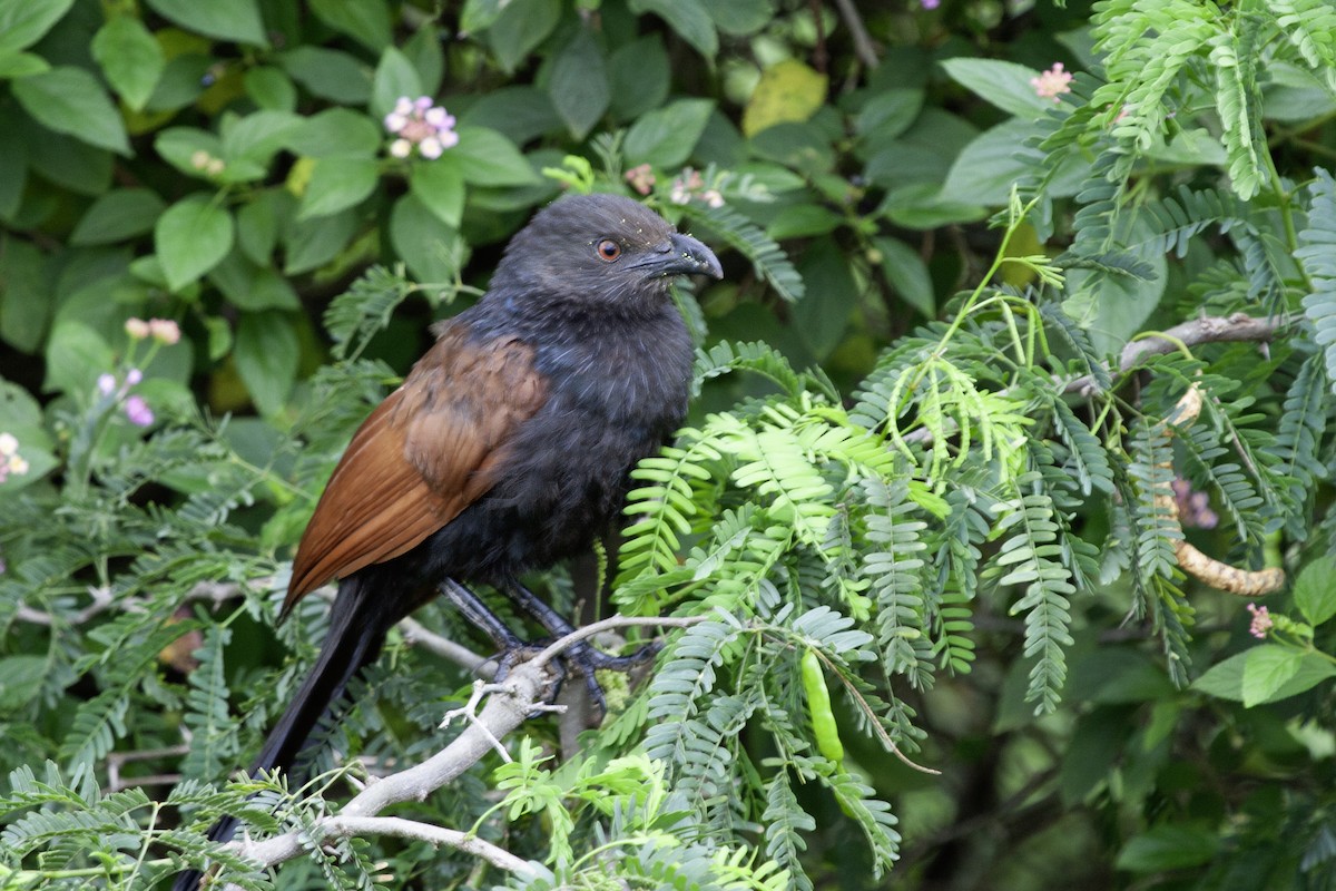 Greater Coucal - ML646836408