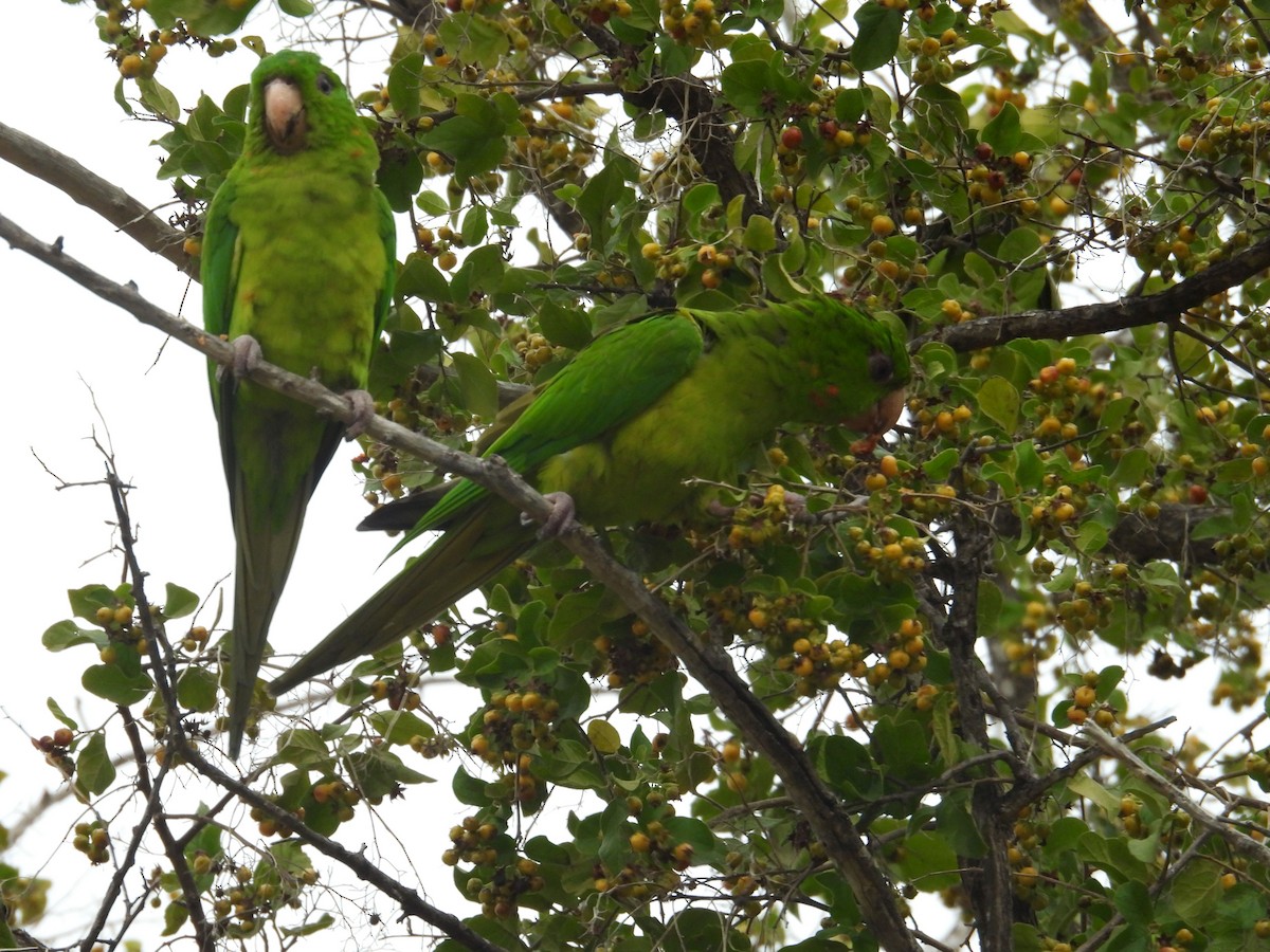 Green Parakeet - ML646836414