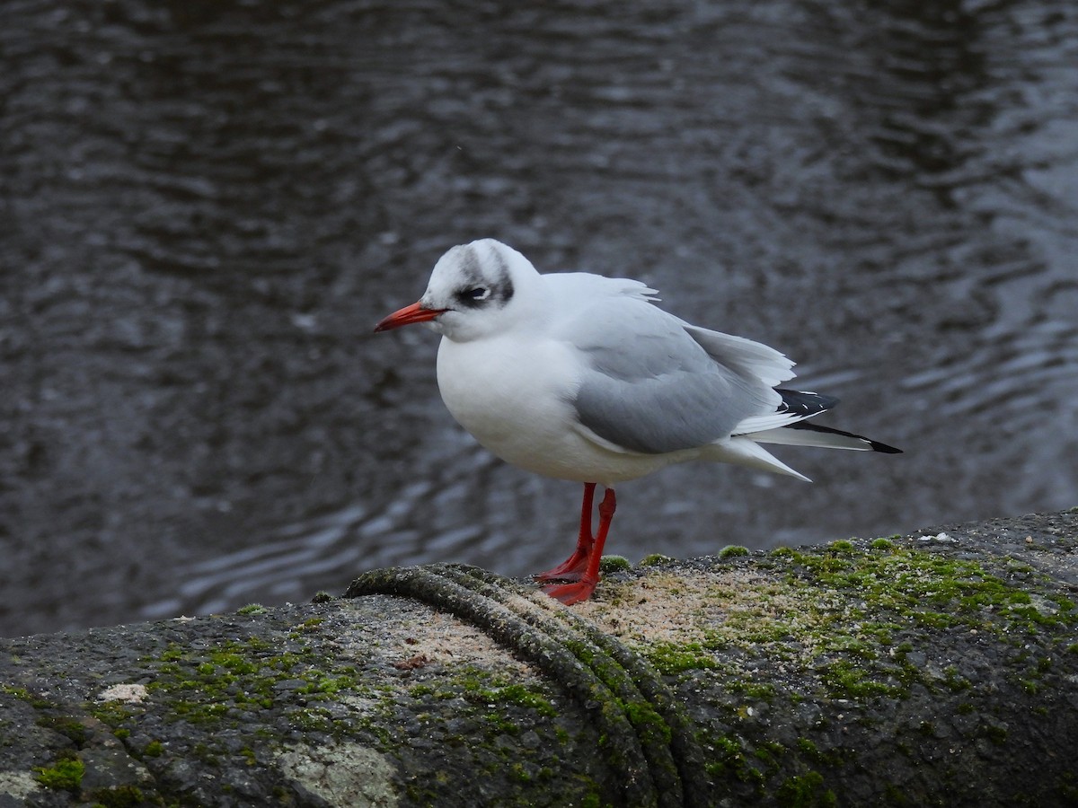 ユリカモメ - ML646836415