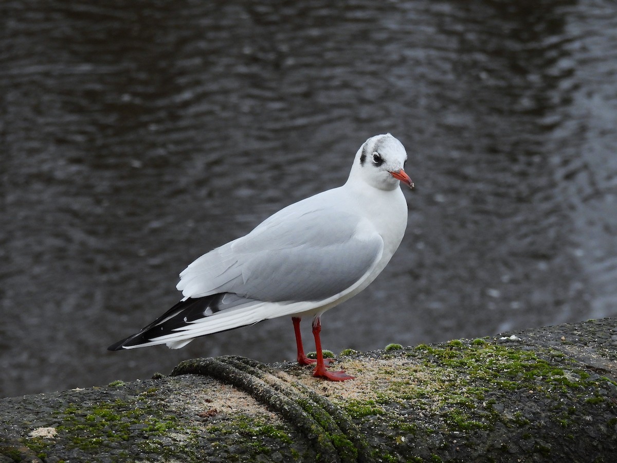 ユリカモメ - ML646836416