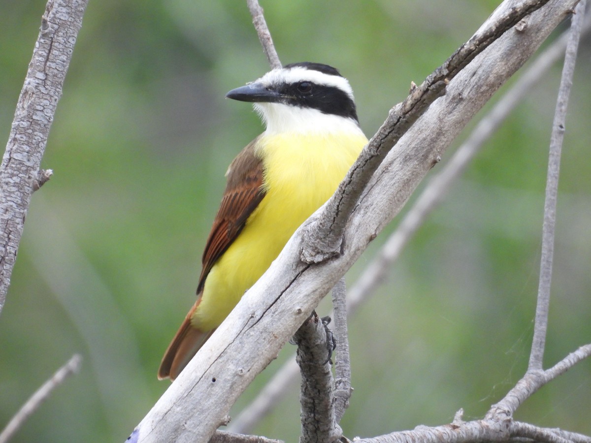 Great Kiskadee - ML646836417