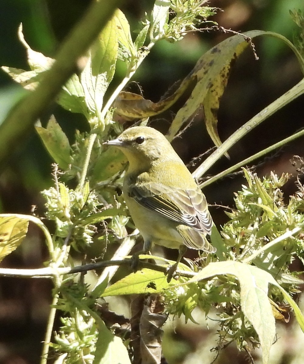 Tennessee Warbler - ML646836418