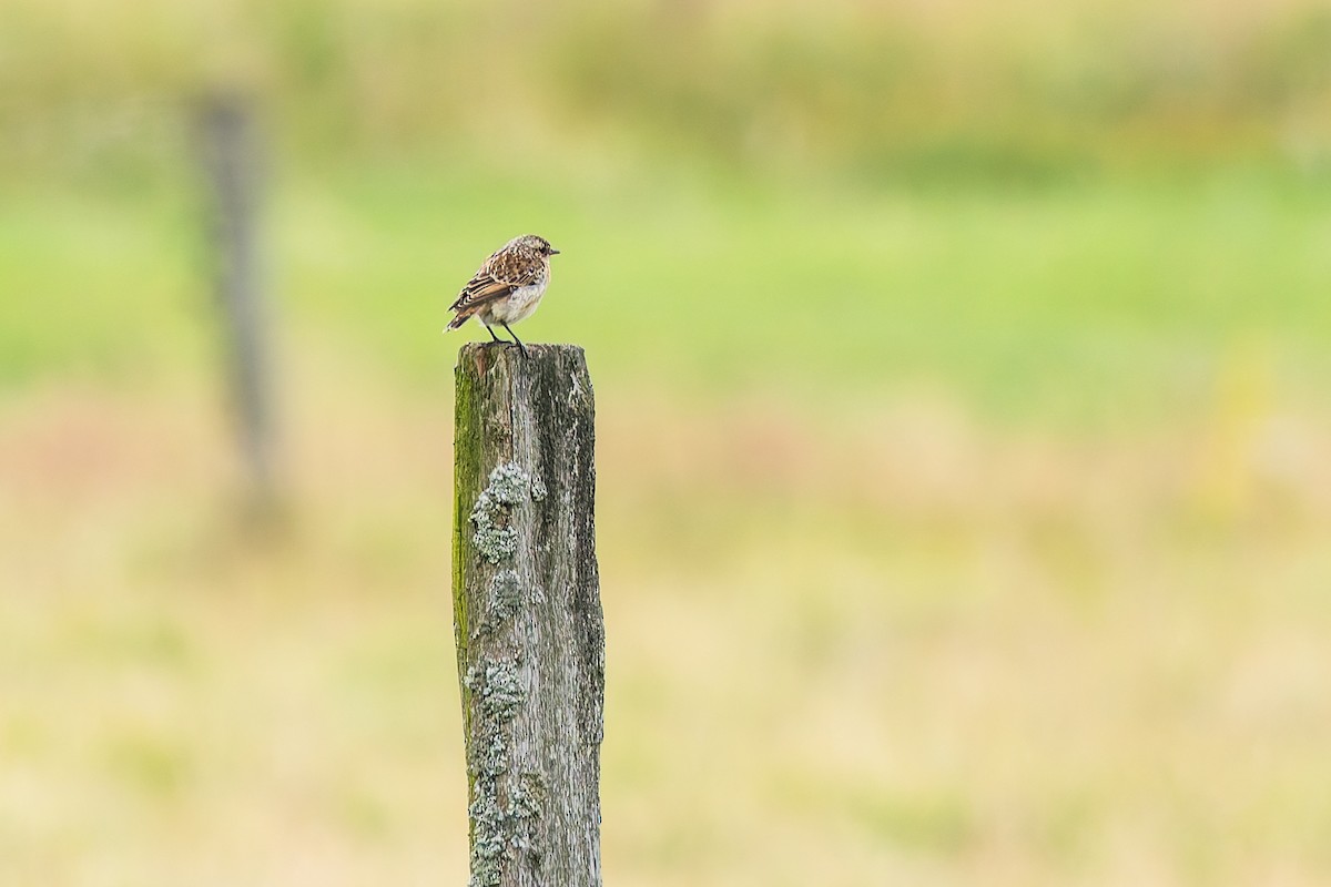 Whinchat - ML646836419