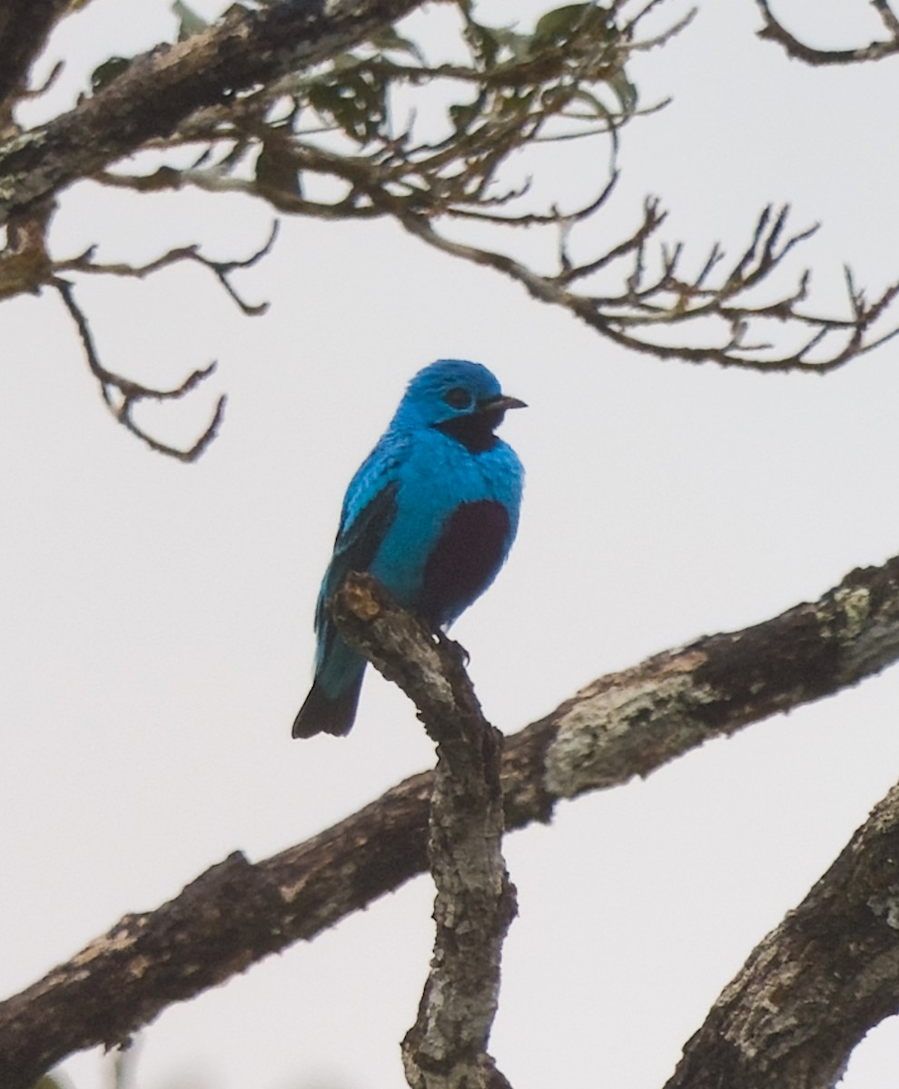 Синяя котинга - ML646836420