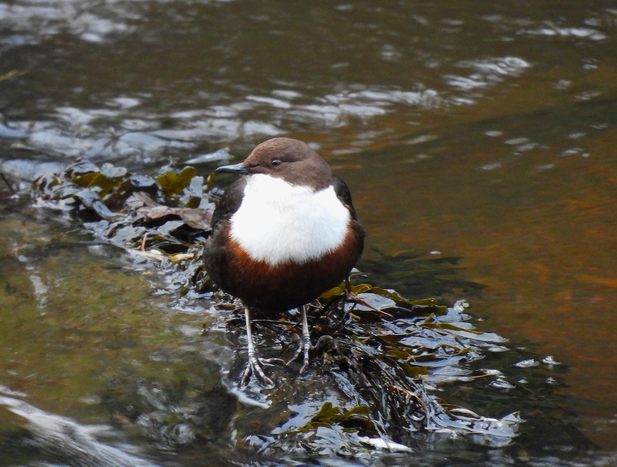 ムナジロカワガラス - ML646836421