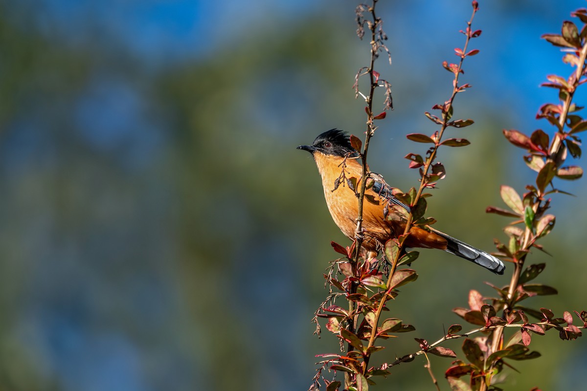 Rufous Sibia - ML646836422