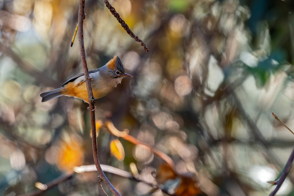 Rufous-vented Yuhina - ML646836425
