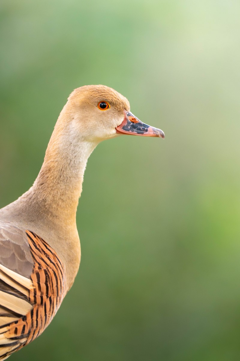 husička australská - ML646836426