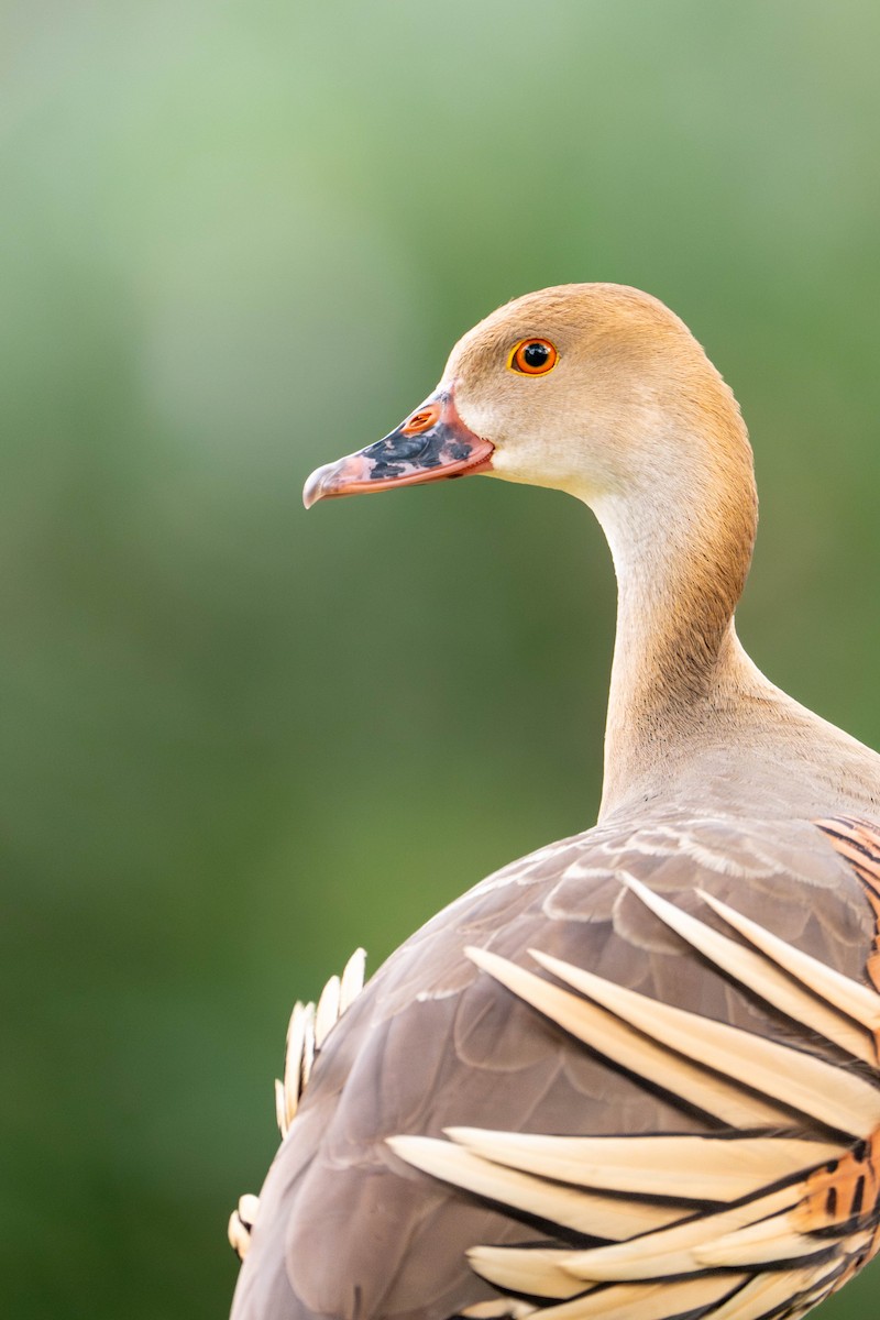 husička australská - ML646836427