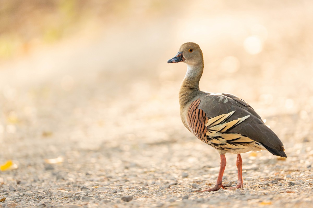 husička australská - ML646836428