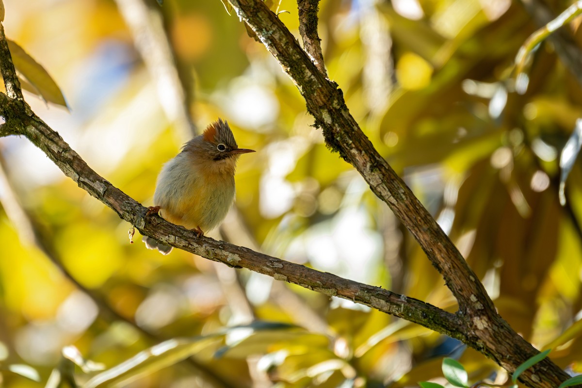 Rufous-vented Yuhina - ML646836430