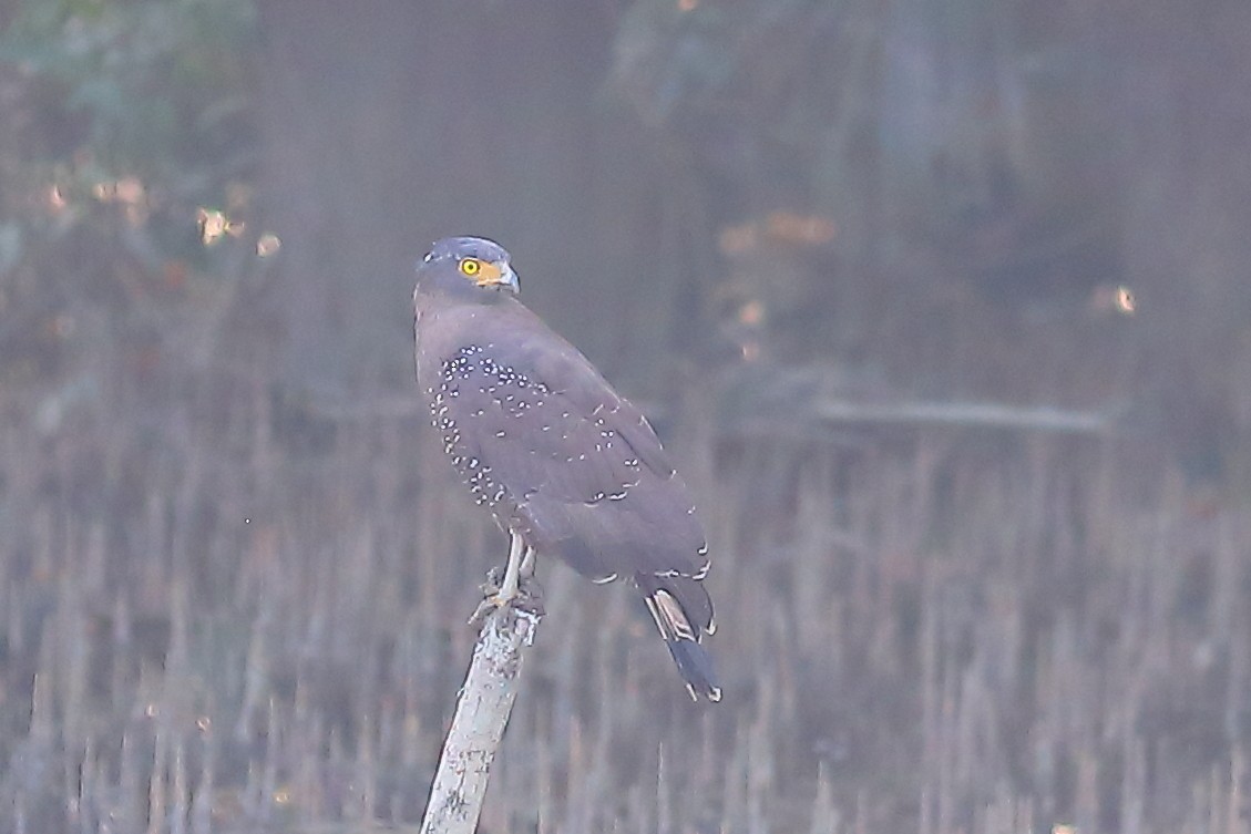 Crested Serpent-Eagle - ML646836437
