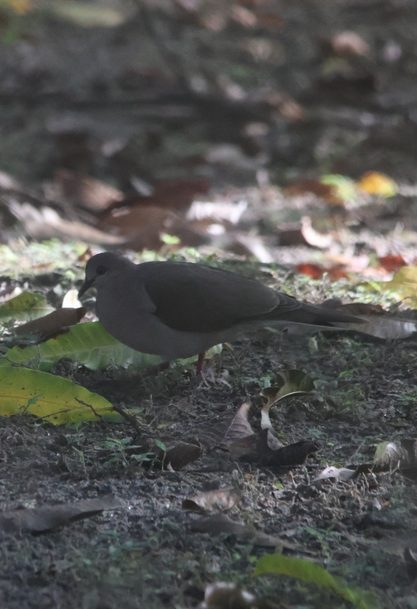White-tipped Dove - ML646836444