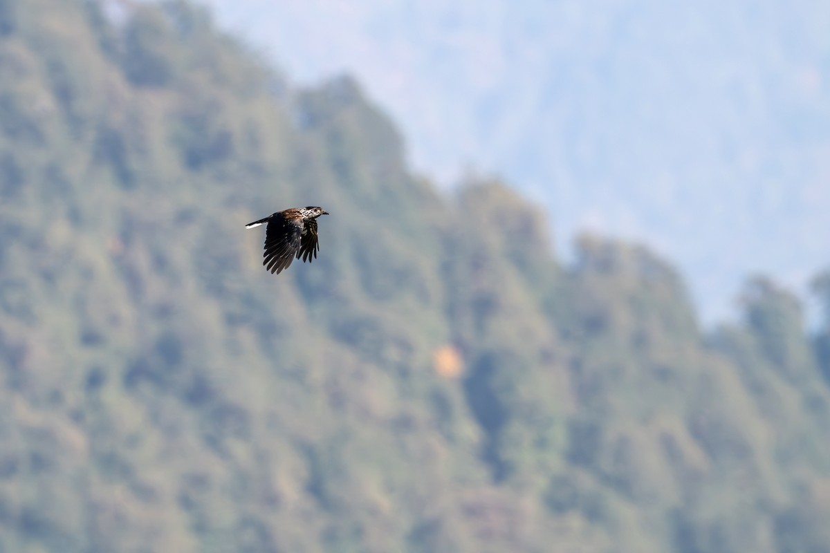 Cascanueces Sureño - ML646836447