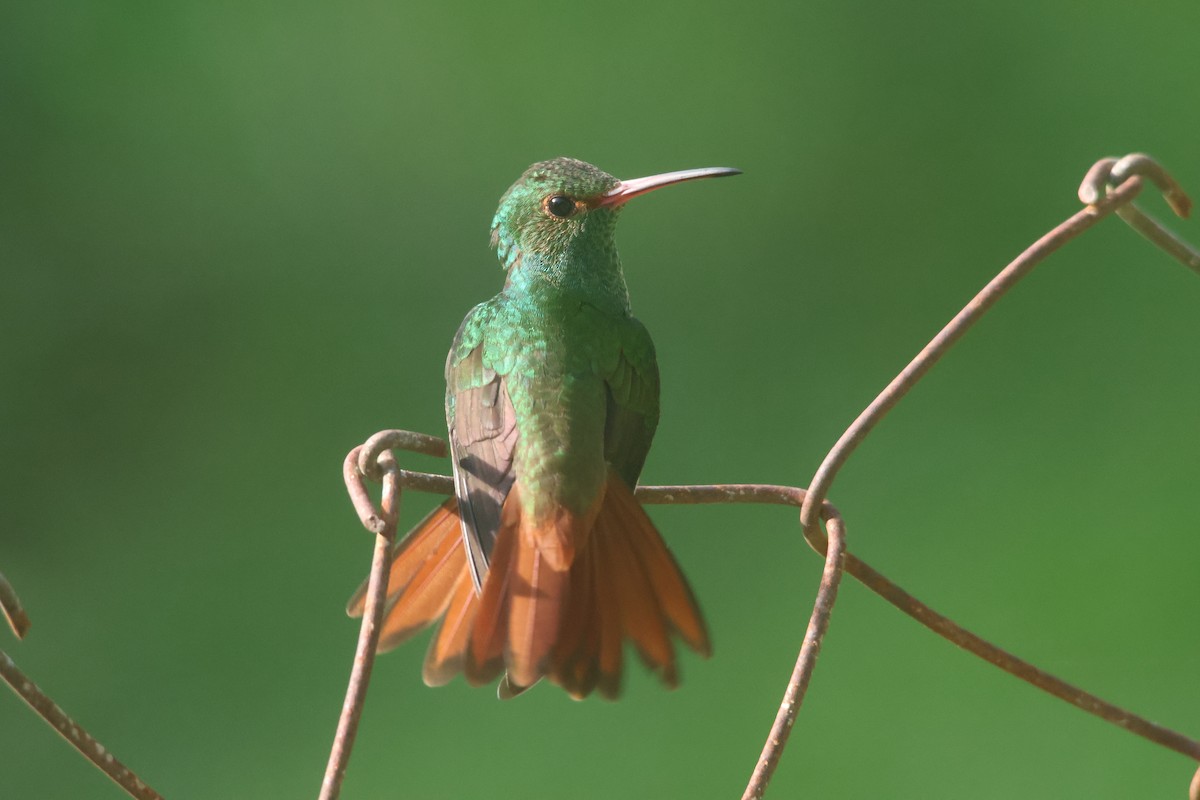 kolibřík rezavoocasý - ML646836449