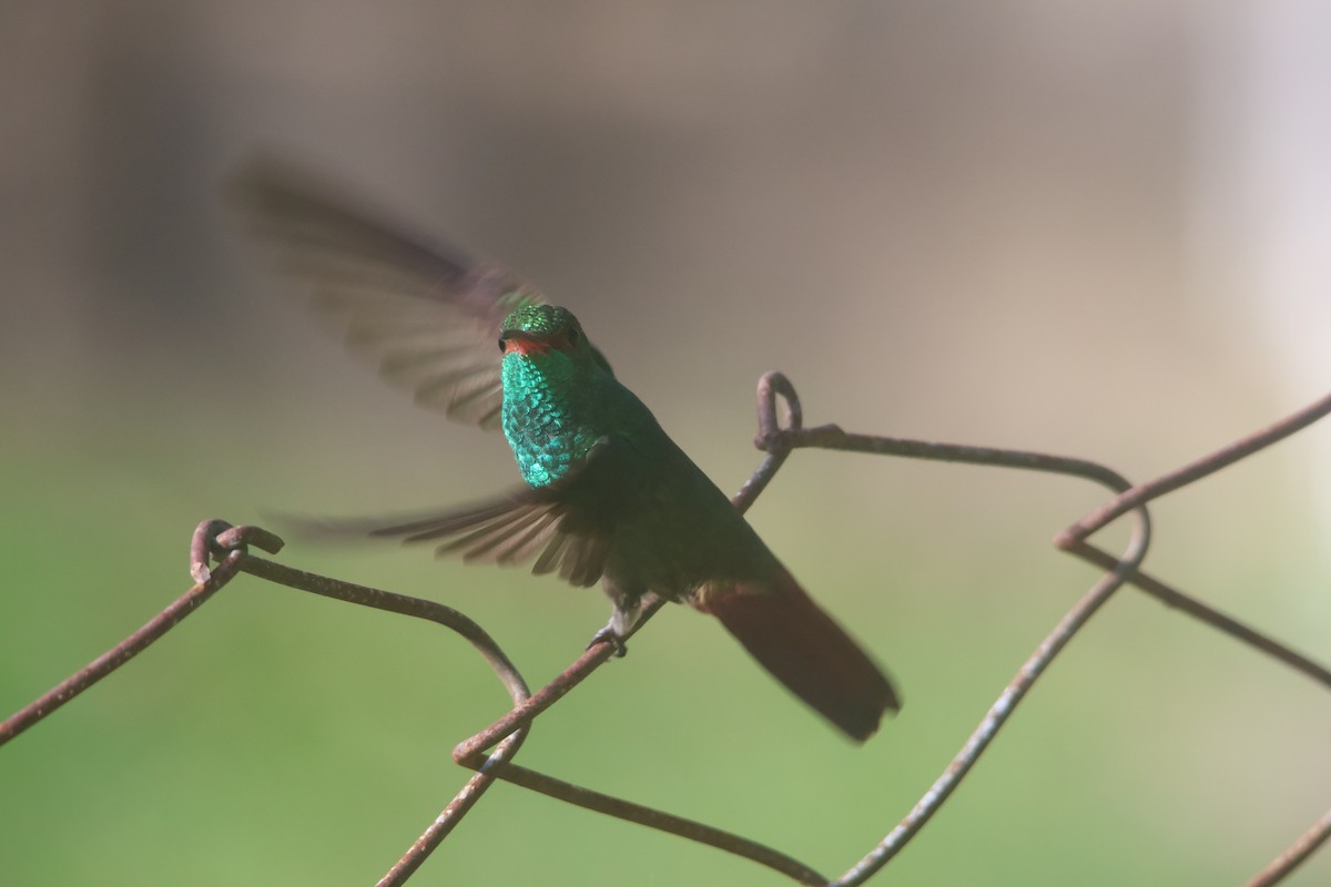 kolibřík rezavoocasý - ML646836450