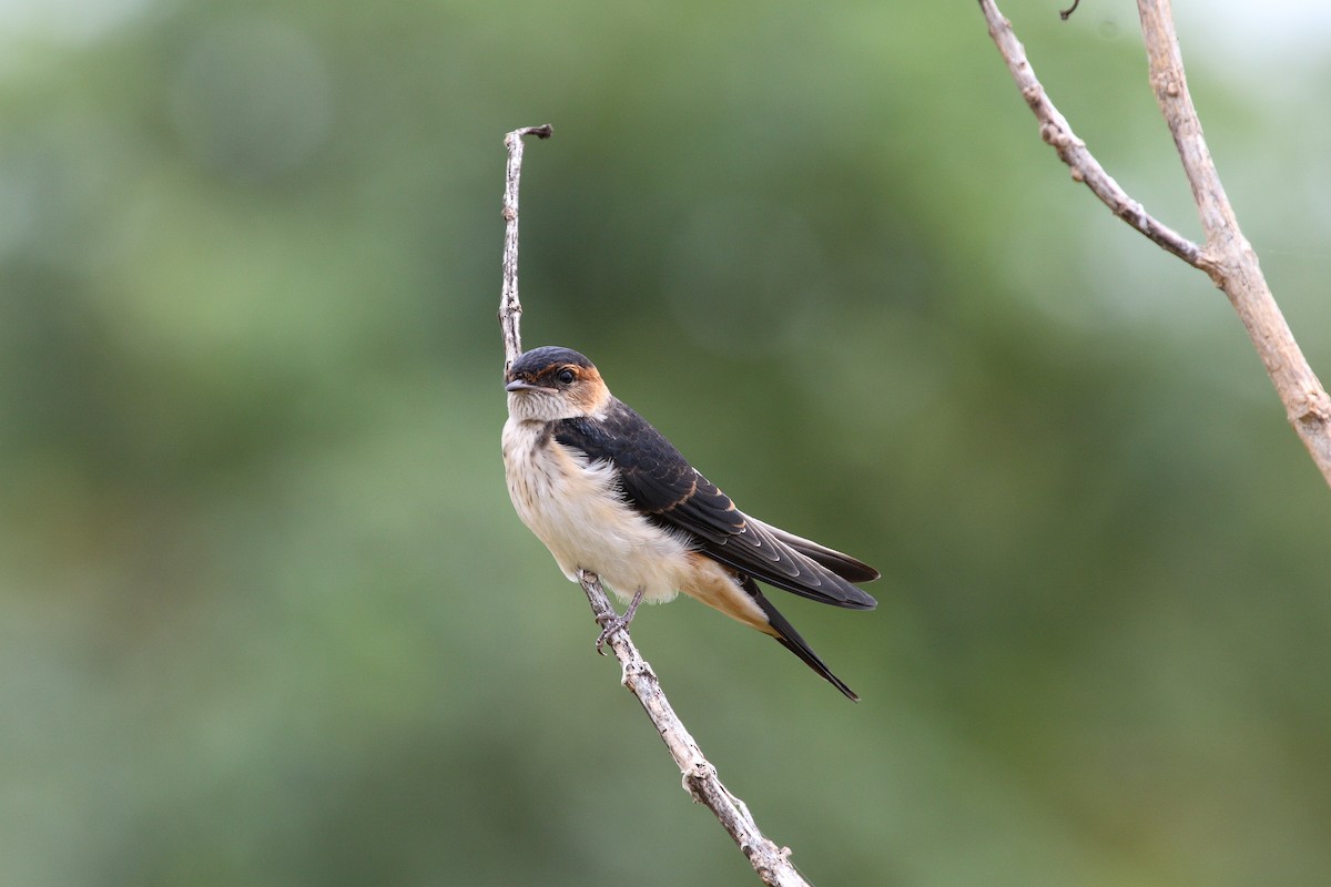 Ластівка рудопоперечна східна - ML646836452