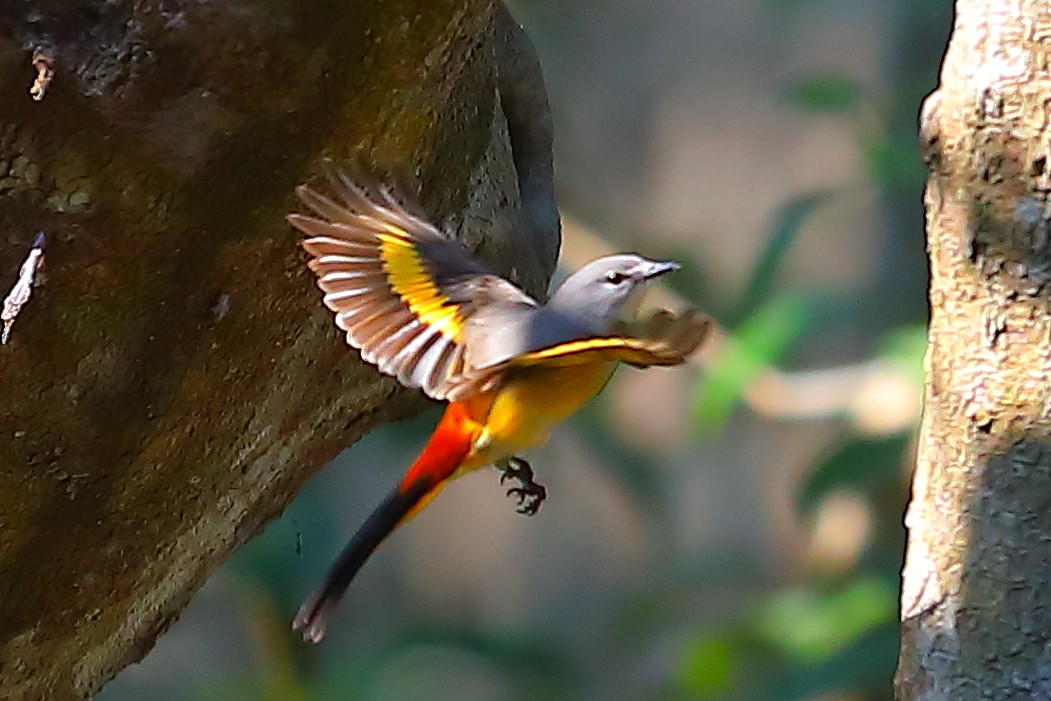 Zwergmennigvogel - ML646836453