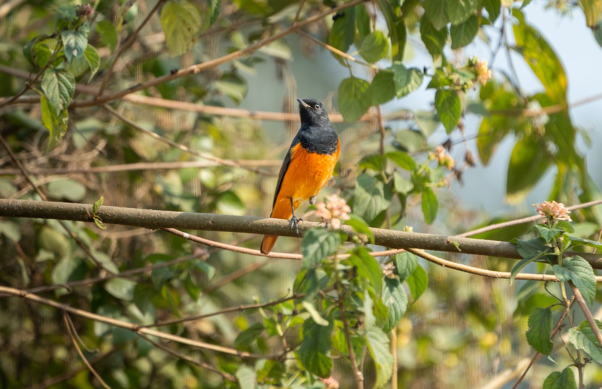 Black Redstart - ML646836455
