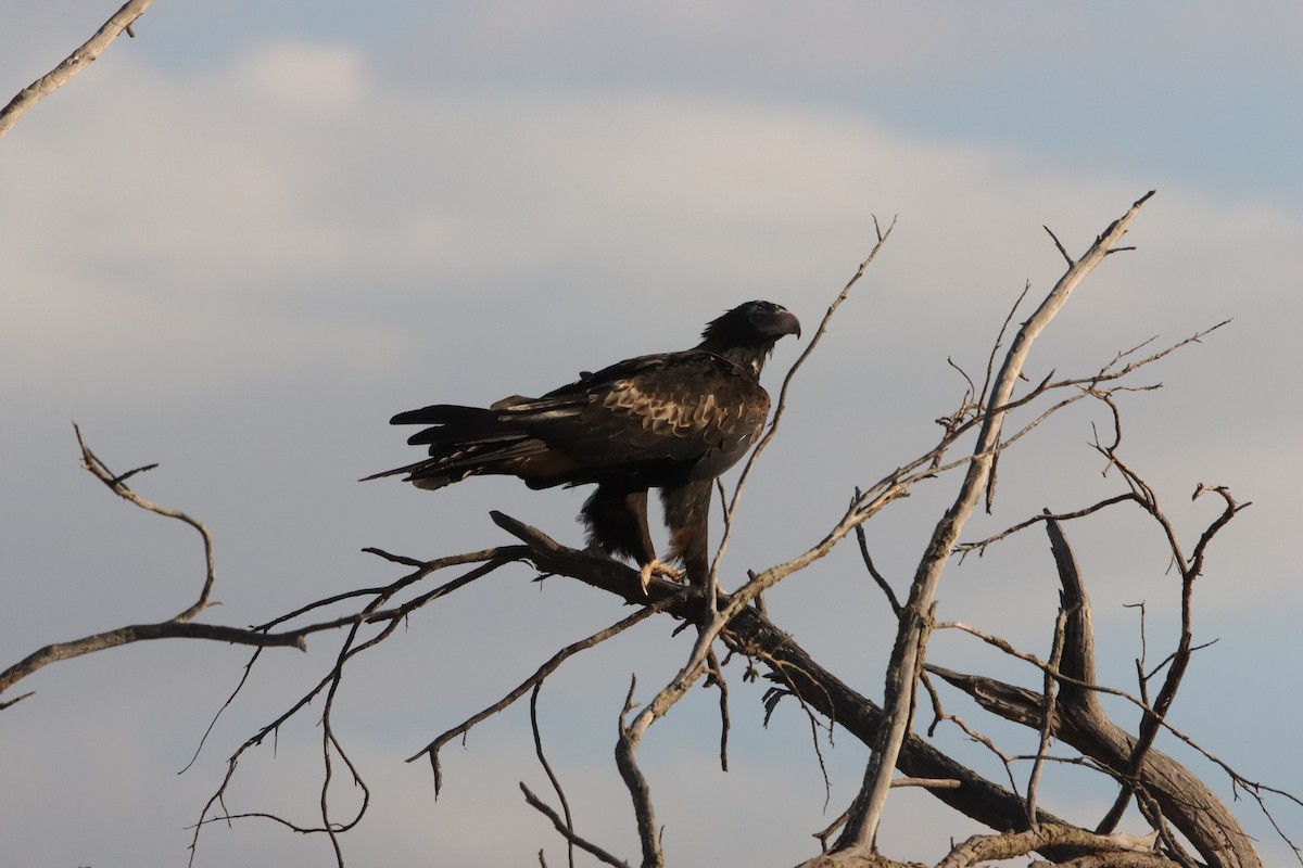 Клинохвостый орёл - ML646836457