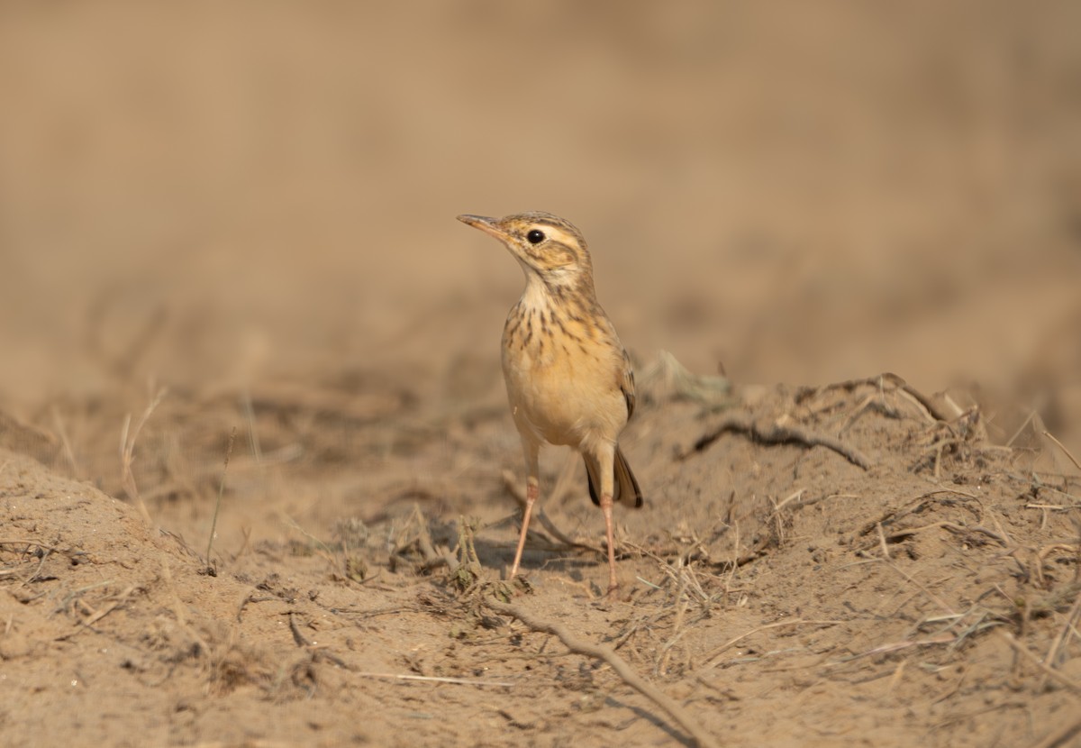 Paddyfield Pipit - ML646836463