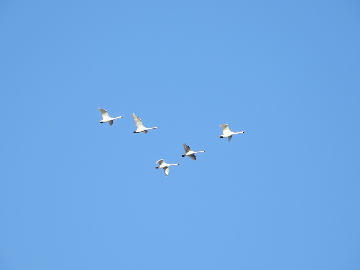 Whooper Swan - ML646836470