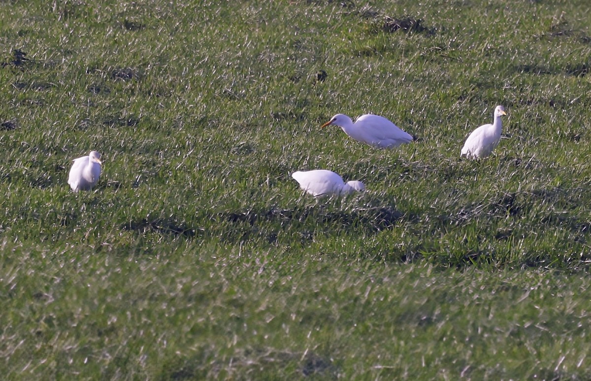Garcilla Bueyera Occidental - ML646836473