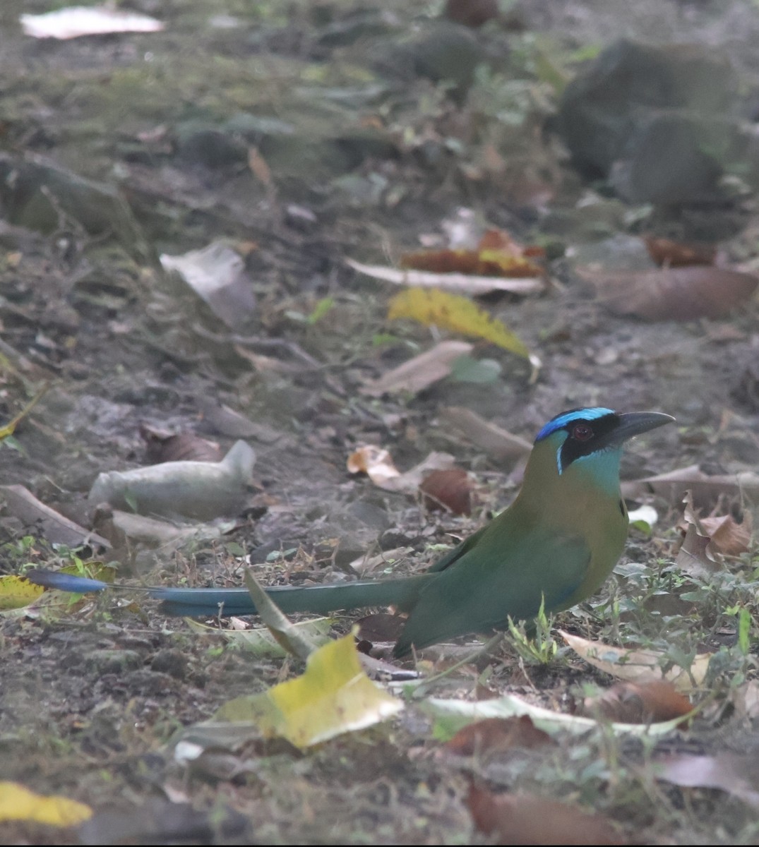 momot diadémový - ML646836474