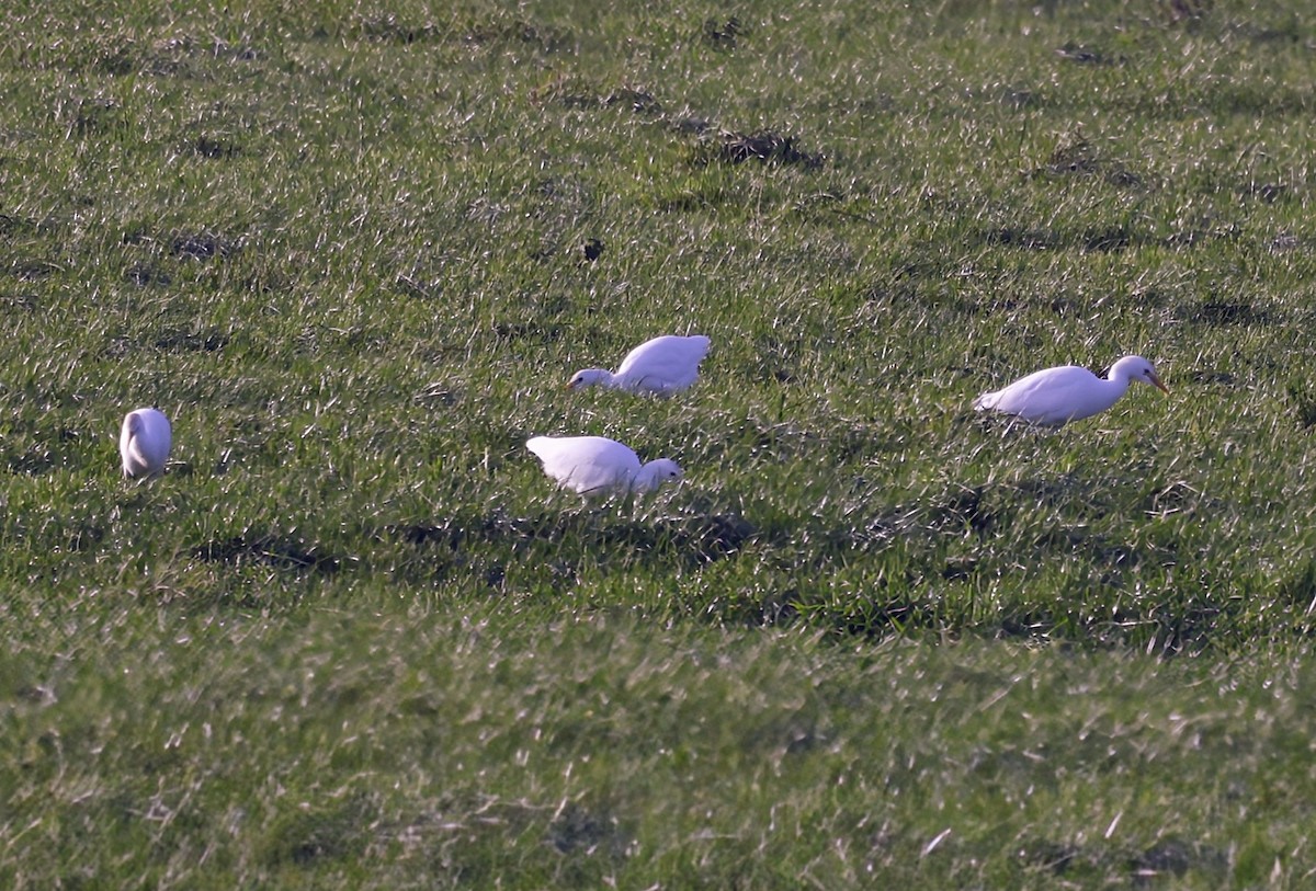 Garcilla Bueyera Occidental - ML646836476