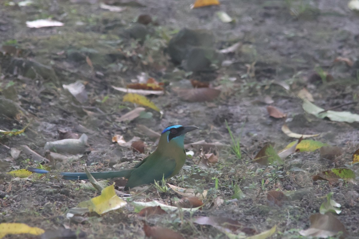 momot diadémový - ML646836477