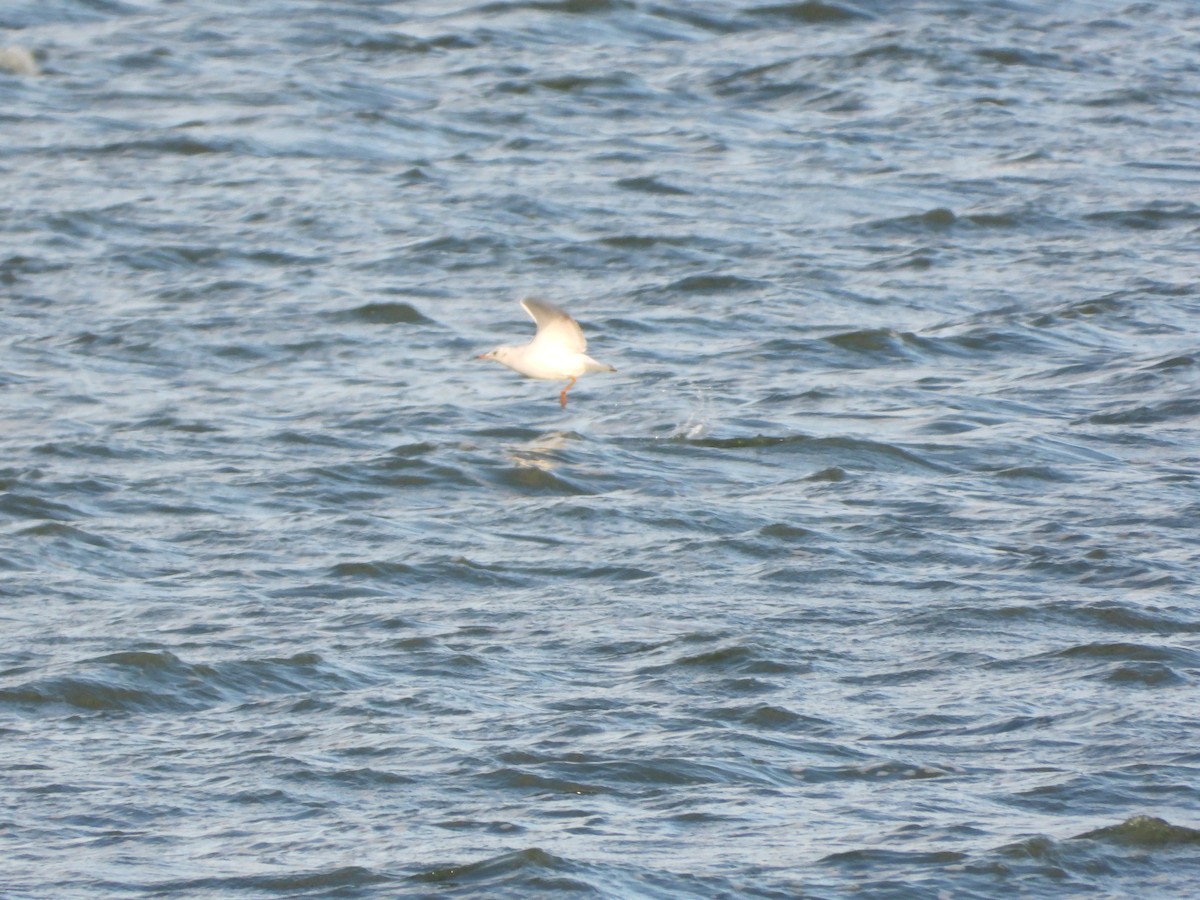 Black-headed Gull - ML646836481
