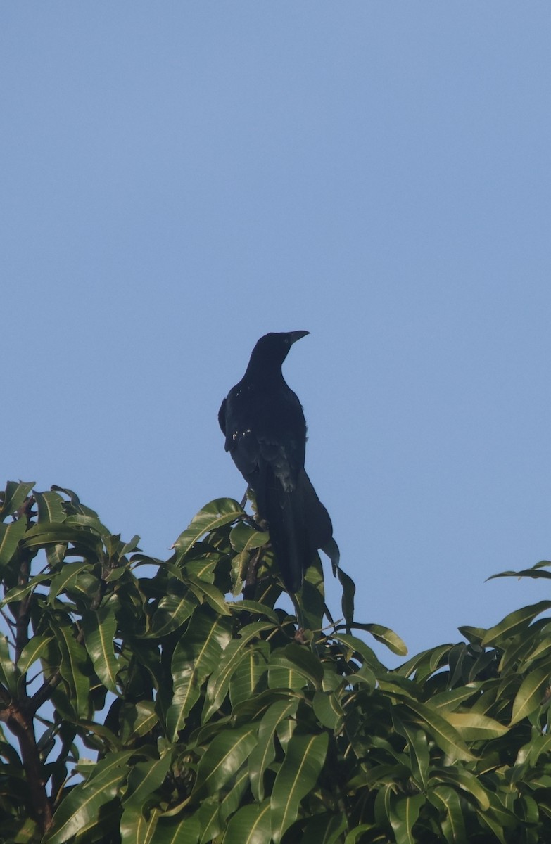 vlhovec velkoocasý - ML646836484