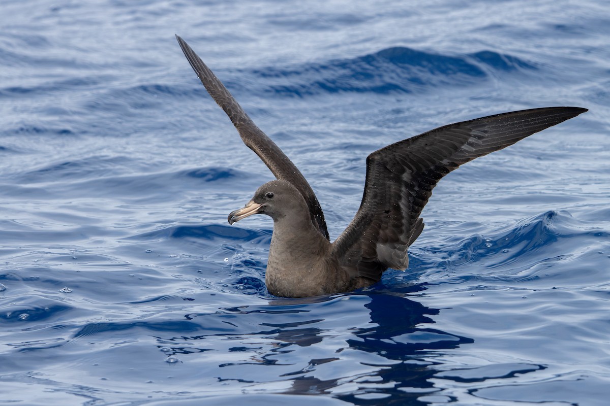 Blassfuß-Sturmtaucher - ML646836488