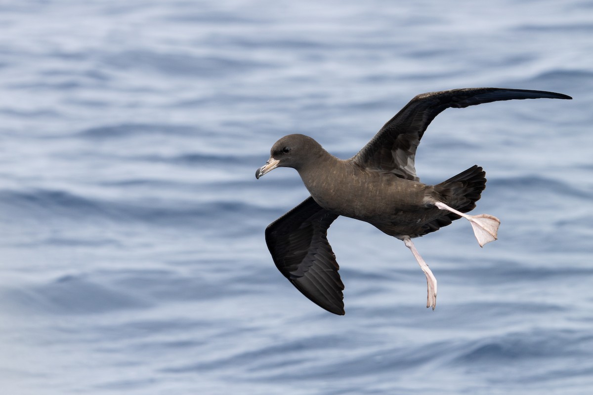 Blassfuß-Sturmtaucher - ML646836489