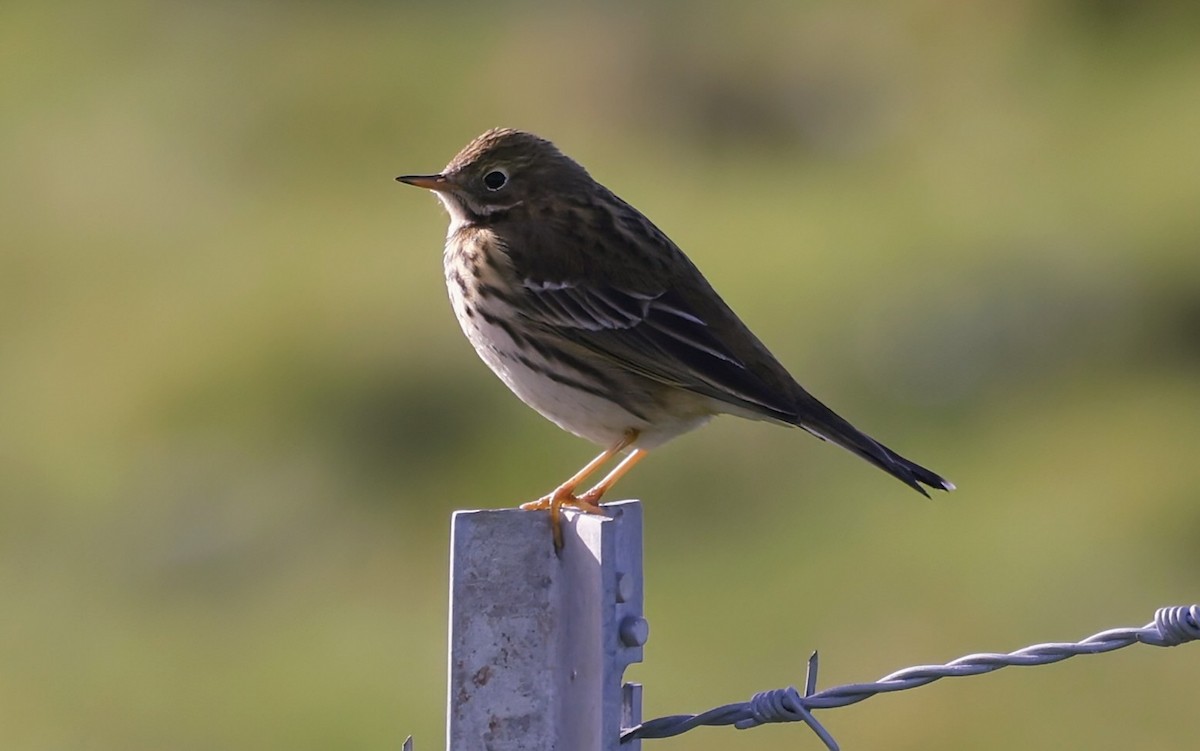 Bisbita Pratense - ML646836496