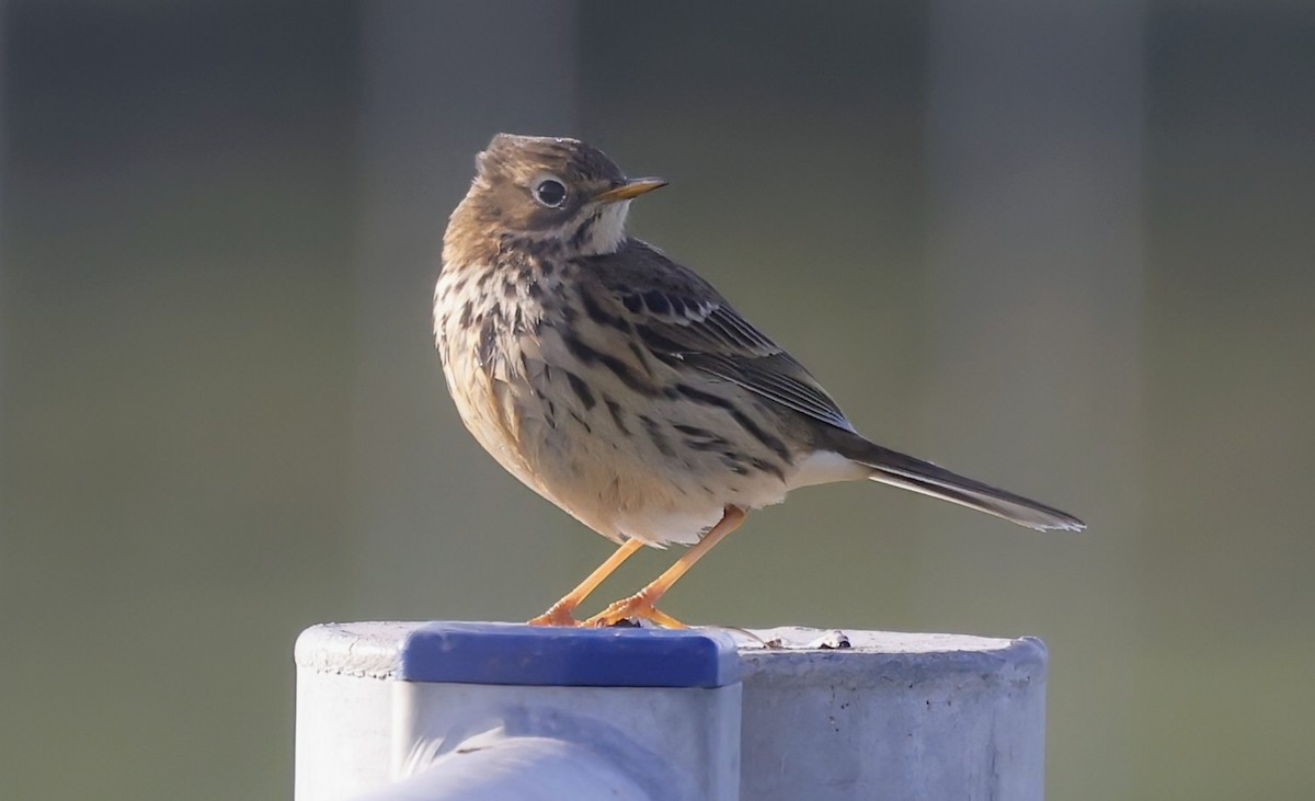 Bisbita Pratense - ML646836497