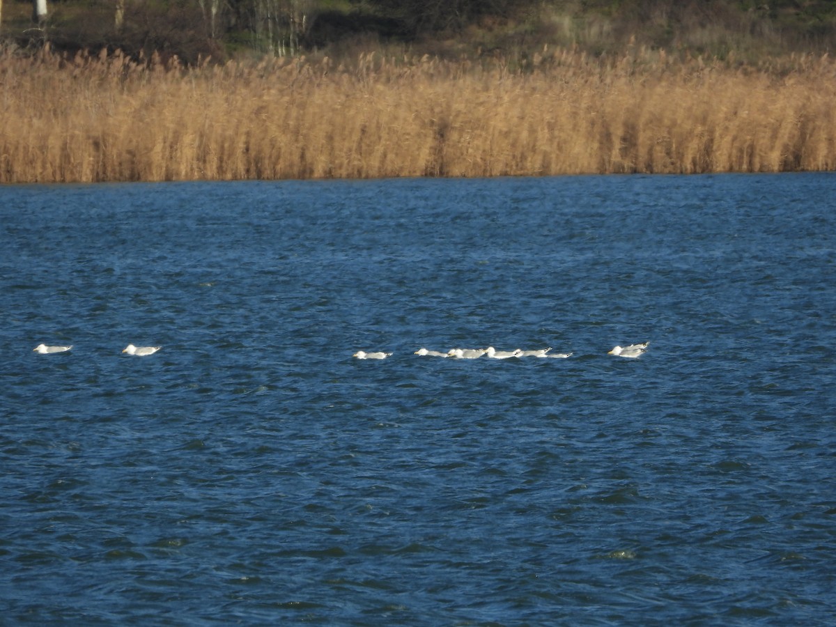 Caspian Gull - ML646836498