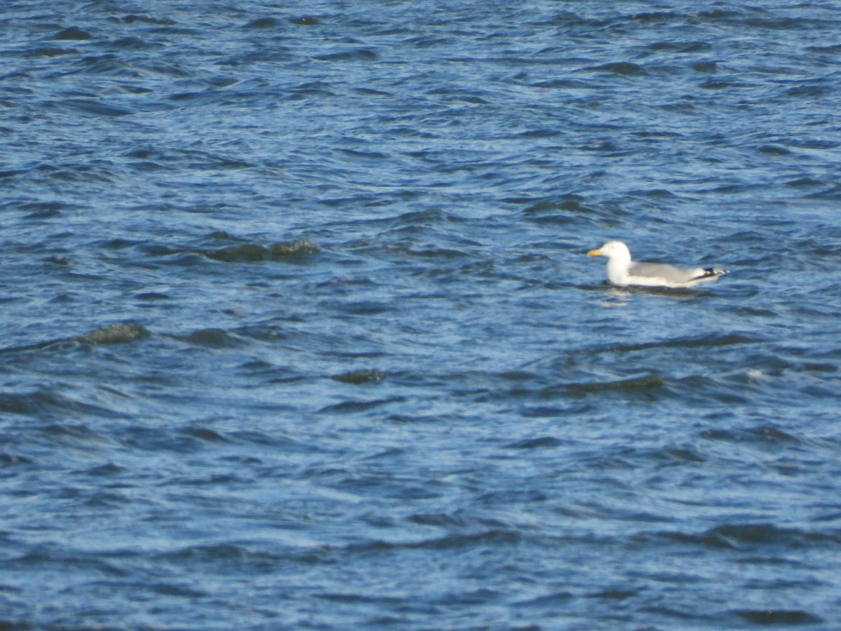 Caspian Gull - ML646836499