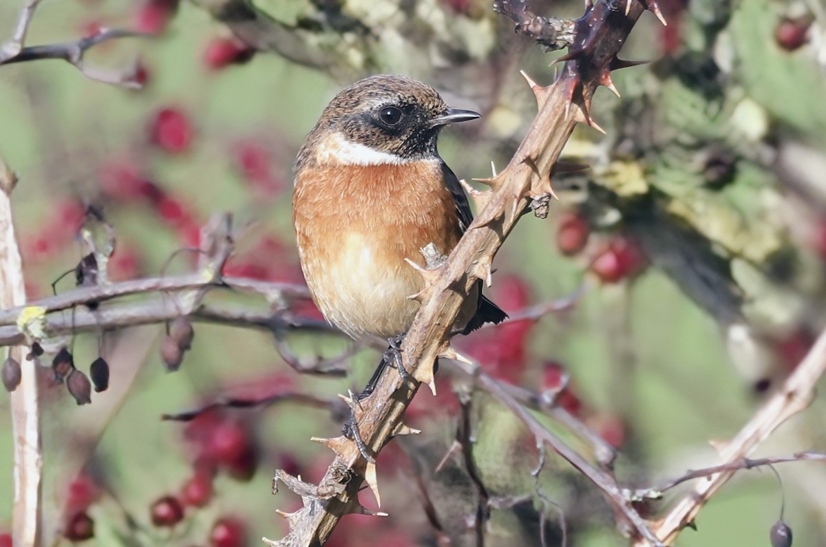 Tarabilla Europea - ML646836500