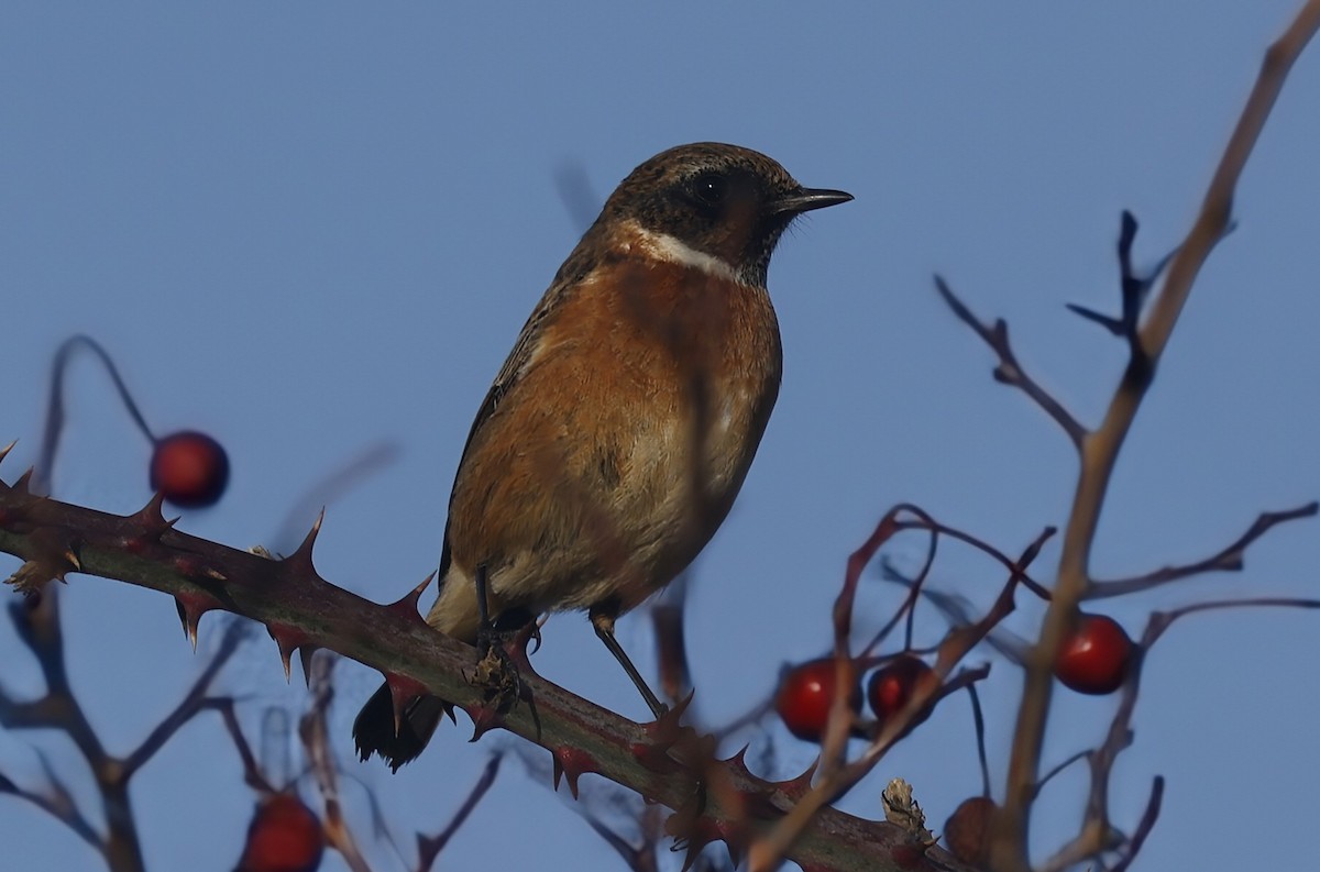 Tarabilla Europea - ML646836501