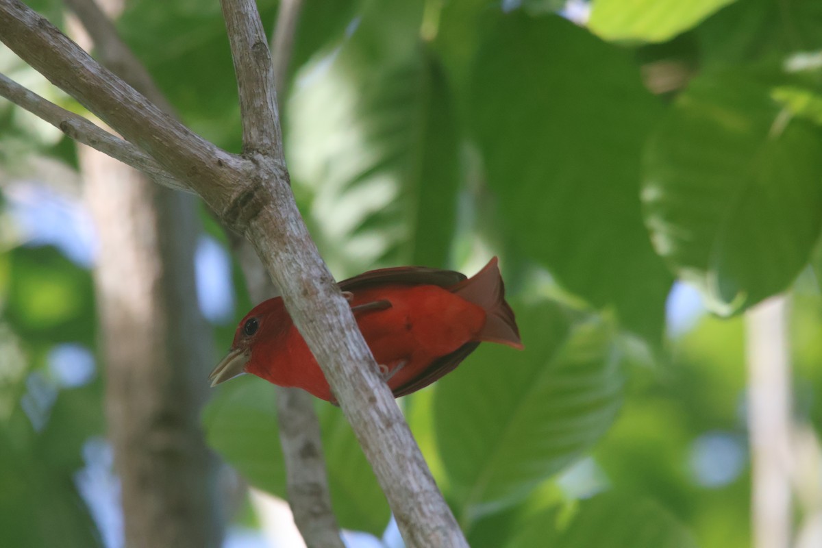 piranga ohnivá - ML646836505