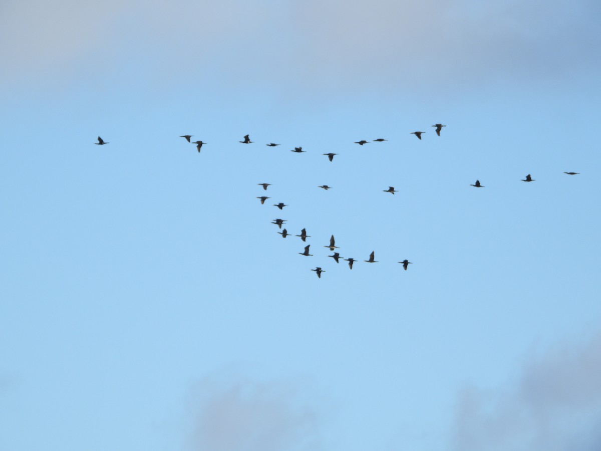 Great Cormorant - ML646836511