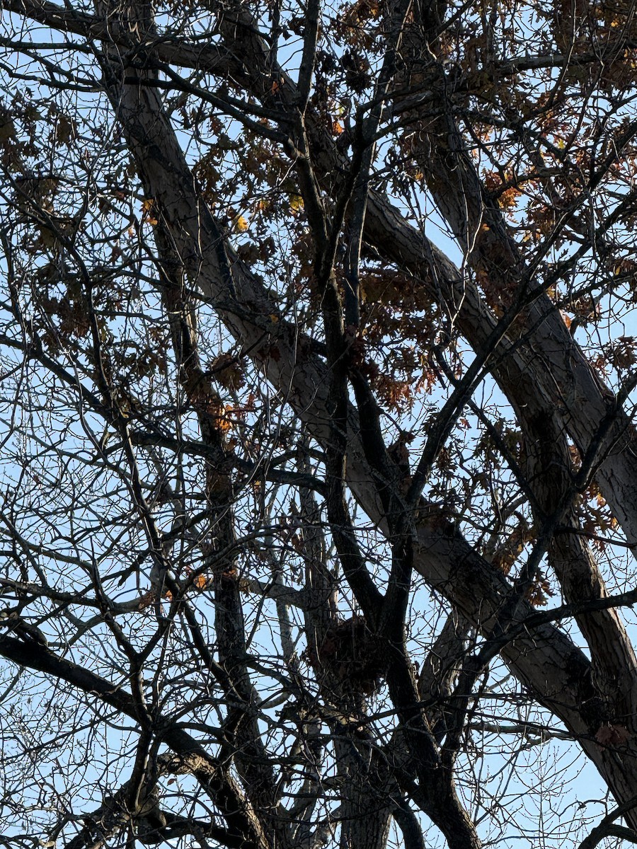 Pileated Woodpecker - ML646836512