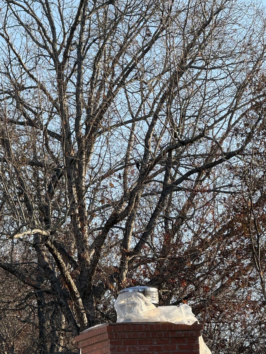 Pileated Woodpecker - ML646836513