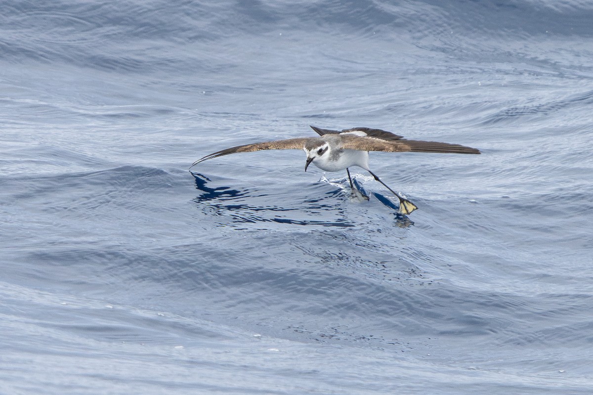 White-faced Storm-Petrel - ML646836519
