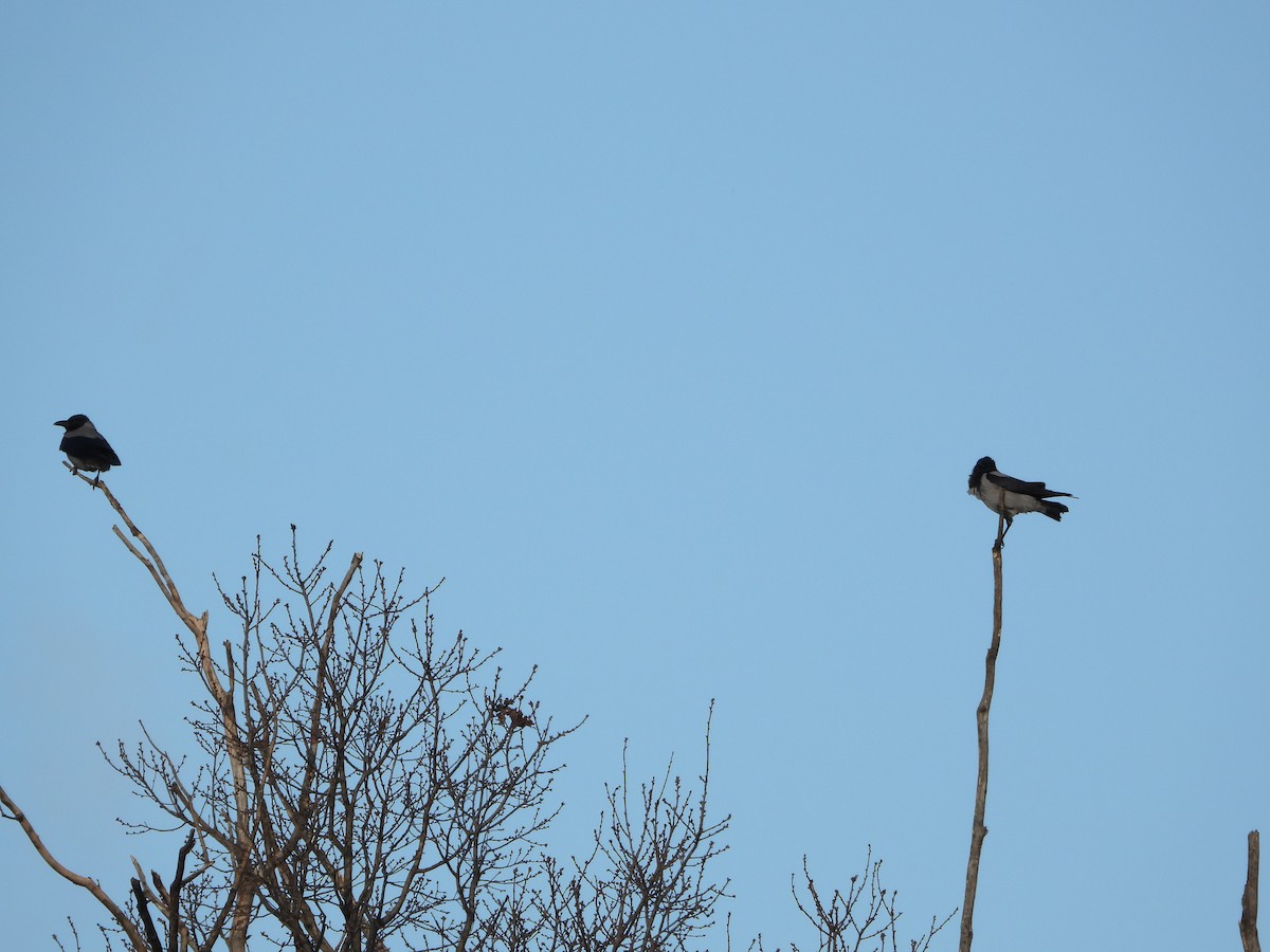 Hooded Crow - ML646836520